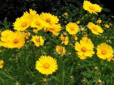 宿根花卉品種特色有哪些？