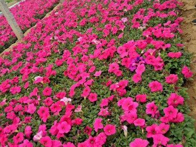 牽?；ǖ纳L(zhǎng)環(huán)境