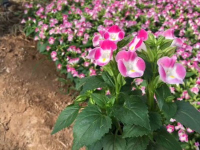 不同種類花卉對肥料的需求有哪些差異？