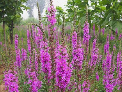 花卉苗木養(yǎng)護(hù)管理主要有幾方面？